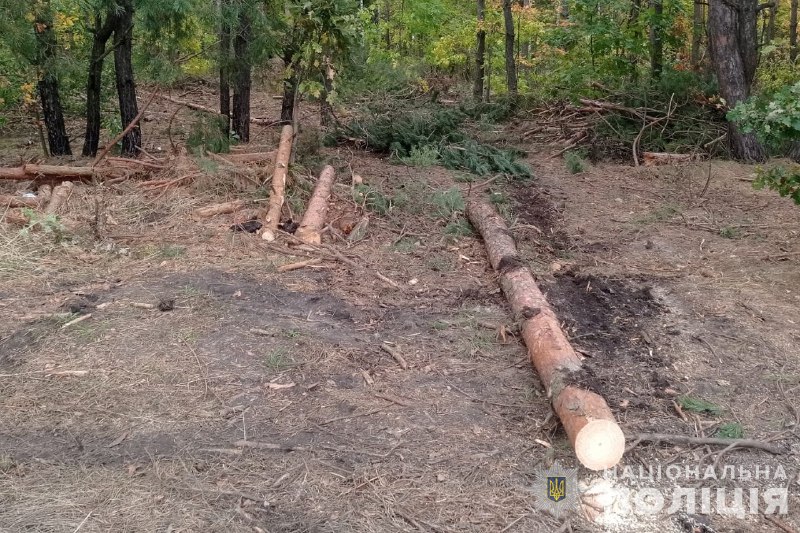 ❗ За даним фактом працівники поліції відкрили кримінальне провадження за ст. 246 Кримінального кодексу України «Незаконна порубка або незаконне перевезення, зберігання, збут лісу».